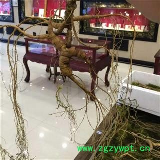 人参 人参，长白山百年新鲜野山参，产地直供，假一赔十 产地 吉林省白山市抚松县图3