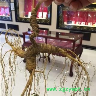 人参 人参，长白山百年新鲜野山参，产地直供，假一赔十 产地 吉林省白山市抚松县图2