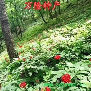 人参 长白山30年新鲜野山参，吉林产地直供，纯正品，假一赔十图2