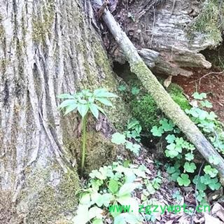 人参 长白山30年新鲜野山参，吉林产地直供，纯正品，假一赔十图3