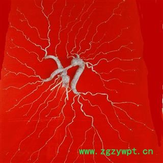 人参 长白山野山参，产地直供，假一赔十 产地 吉林省白山市抚松县图2