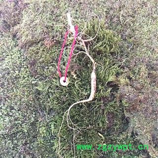 人参 长白山白年野山参，产地直供，假一赔十 产地 吉林省白山市抚松县图3