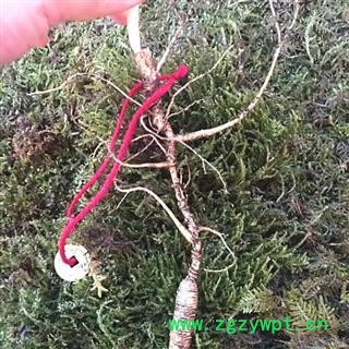 人参 长白山白年野山参，产地直供，假一赔十 产地 吉林省白山市抚松县图2