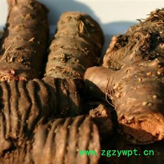 新货  红景天 小花   欲购从速！！图2
