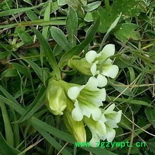 秦艽籽 高产秦艽籽 秦艽种子 量大优惠图4