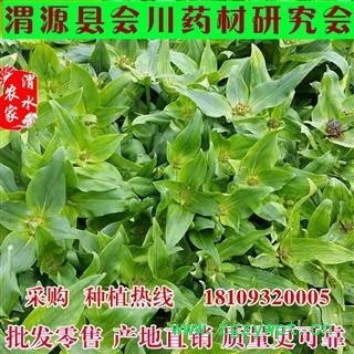 秦艽籽 高产秦艽籽 秦艽种子 量大优惠图2