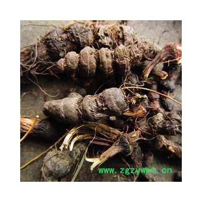 颐和中药材 红三七 九节梨 冷背药材 统 产地 陕西省商洛市柞水