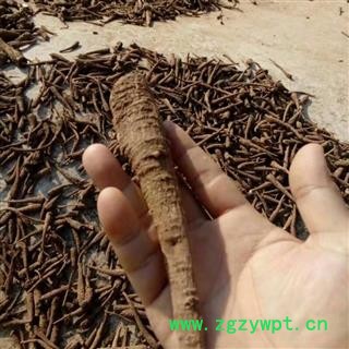 川白芷之遂宁白芷红皮无硫原装大统货 道地白芷 产地直销 常年有大货 遂宁市船山区图2