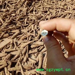 川白芷之遂宁白芷红皮无硫原装大统货 道地白芷 产地直销 常年有大货 遂宁市船山区图3