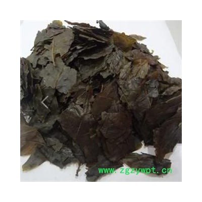 毛冬青 统 产地 广东省河源市龙川县