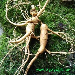 人参 20年，长白山林下山参，产地直供，假一赔十 产地 吉林省白山市抚松县图3