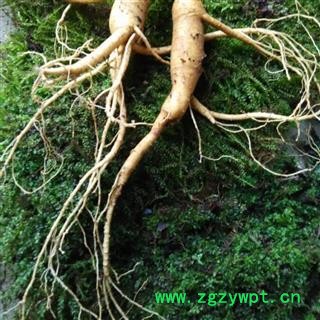 人参 20年，长白山林下山参，产地直供，假一赔十 产地 吉林省白山市抚松县图2