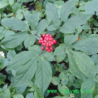 人参 长白山20年林下山参 产地 吉林省白山市抚松县图3