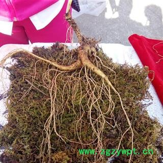 人参 35年新鲜野山参，重35克左右，产地直供，假一赔十 产地 吉林省白山市抚松县图2