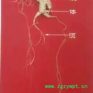 人参 纯正长白山百年野山参，产地直供，假一赔十 产地 吉林省白山市抚松县图3