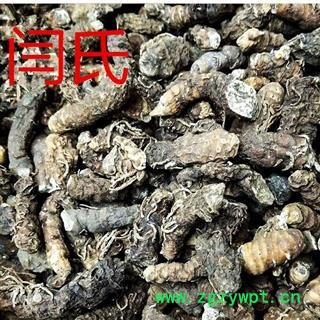 重楼 湖北重楼图3