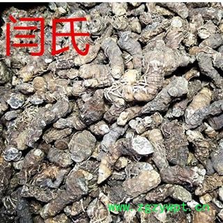 重楼 湖北重楼图2