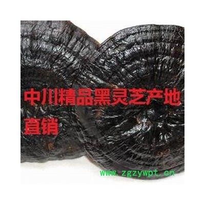 灵芝   一级统货 产地 山东  库存5000可售