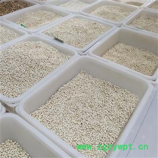 无硫川贝母 松贝高含量 珍珠贝 产地 四川省阿坝藏族羌族自治州阿坝县图3