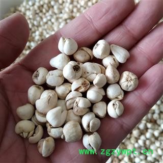 无硫川贝母 松贝高含量 珍珠贝 产地 四川省阿坝藏族羌族自治州阿坝县图2