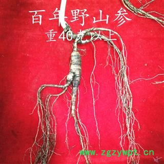 人参 百年年野山参，五行俱全，产地直供 产地 吉林省白山市抚松县图3
