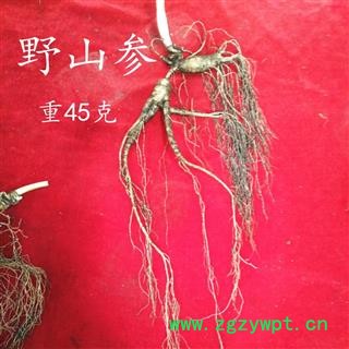 人参 百年年野山参，五行俱全，产地直供 产地 吉林省白山市抚松县图2