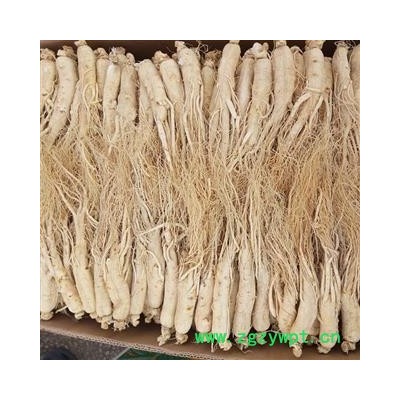 生晒参 生晒参，无流，20只，产地直供假一赔十 产地 吉林省白山市抚松县