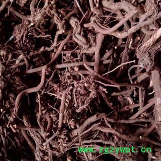 茜草， 选条， 产地 河南省禹州市图2