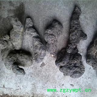 优质猪屎苓 猪苓选货 一级 产地直销 中药材批发供应