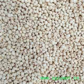 川贝母 无硫青贝 大花贝 产地 四川省阿坝藏族羌族自治州图2