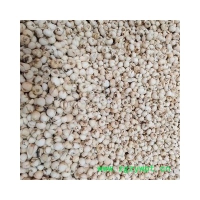 川贝母 无硫青贝 大花贝 产地 四川省阿坝藏族羌族自治州