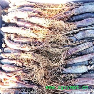 人参 红参全须20-25支无糖纯干 产地 吉林省白山市抚松县图2