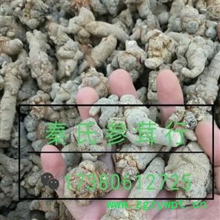 三七35头 水洗三七35头 标准35头春七 滑头 足干 未打蜡（1斤正好35个） ( 下单送量勺 )产地直销 云南省文山壮族苗族自治州文山市图2