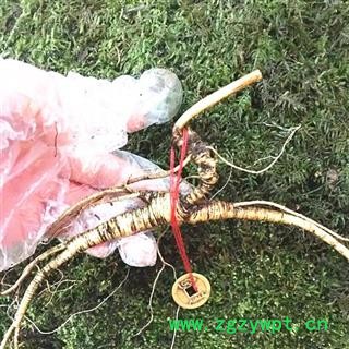 人参 长白山新鲜百年野山参，产地直供假一赔十 产地 吉林省白山市抚松县图3