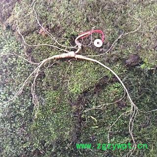 人参 长白山新鲜百年野山参，产地直供假一赔十 产地 吉林省白山市抚松县图2