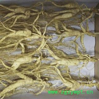 人参 20年林下山参，产地直供，假一赔十 产地 吉林省白山市抚松县图3