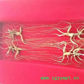 人参 20年林下山参，产地直供，假一赔十 产地 吉林省白山市抚松县图2