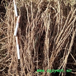 藏柴胡 柴胡 甘肃产地 现货供应图2