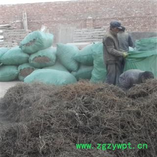 藏柴胡 柴胡 甘肃产地 现货供应图1