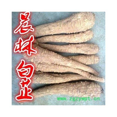 川白芷之遂宁白芷无硫红皮白芷大选装个子 道地白芷 产地直销 常年有大货 遂宁市船山区