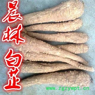 川白芷之遂宁白芷无硫红皮白芷大选装个子 道地白芷 产地直销 常年有大货 遂宁市船山区图4