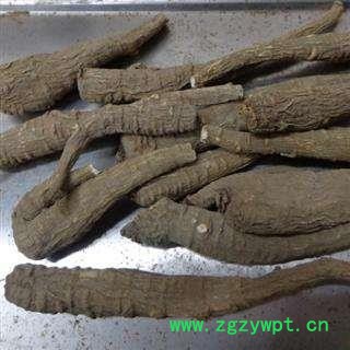 川白芷之遂宁白芷原装统货 道地白芷 产地直销 常年有大货 遂宁市船山区图2