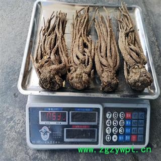 精品大当归，3个一斤，无硫好货，适合高档店铺/药店零售图3