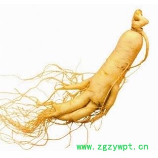 人参 18-22支500克 原产地直销 50000可售  产地 吉林省白山市江源区图2