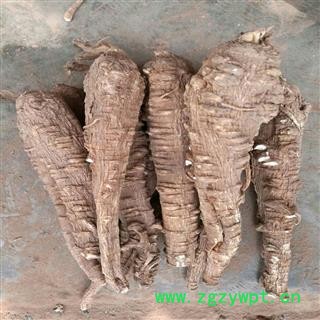 红皮白芷 一二三级选货 重庆市图4