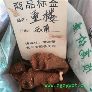 重楼 大个子 产地 云南省图2