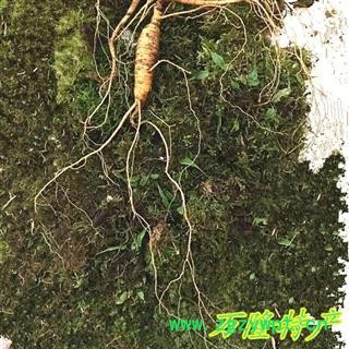 人参 60年野山参，产地直供假一赔十 产地 吉林省白山市抚松县图2