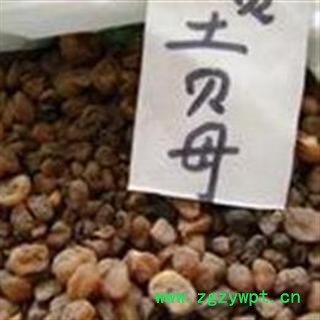 土贝母 又名:土贝,大贝母,地苦胆 药用绝对干保含量图3