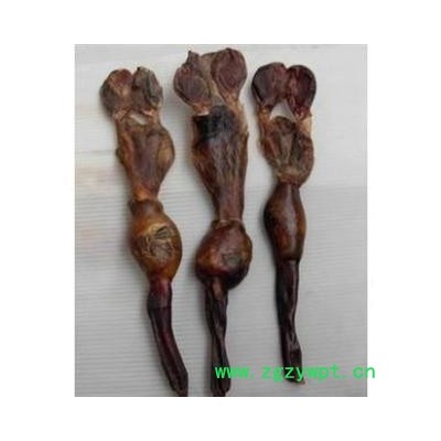 狗鞭  安微中条选货   库存50000可售