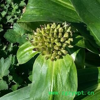 秦艽苗 秦艽种苗 秦艽籽 秦艽种子图3